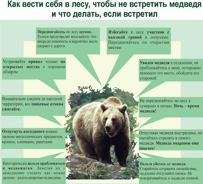зеленый медведь мультик | Дзен
