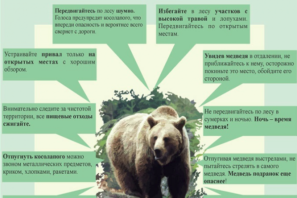 Что делать при встрече с медведем