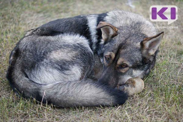 Житель Печорского района осужден за жестокое обращение с собакой