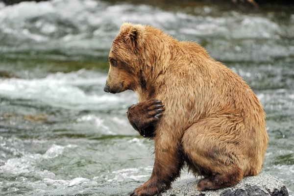 В Вуктыльском районе принято решение об отстреле двух медведей 