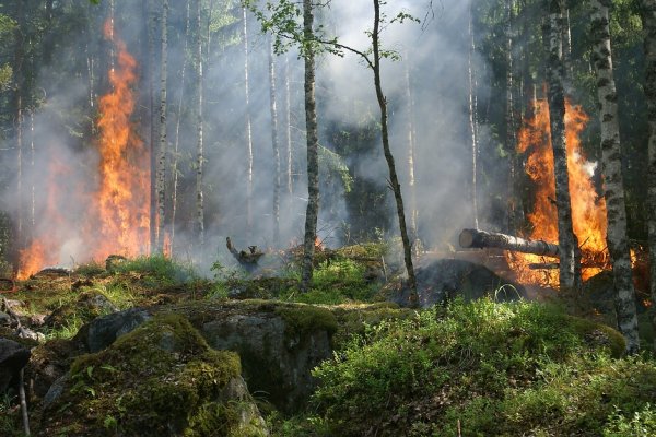 В Усть-Цилемском районе горит лес 