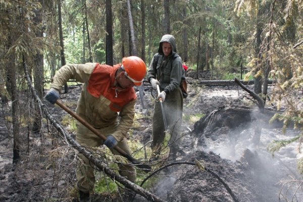 В Коми зафиксировано семь лесных пожаров 
