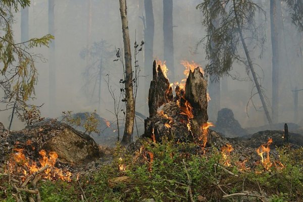 В Печоре зафиксирован лесной пожар 