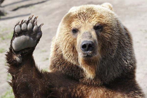 В сосногорский поселок Вис пришел взрослый медведь