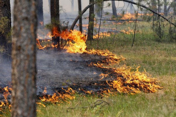 В Княжпогостском районе горит лес 
