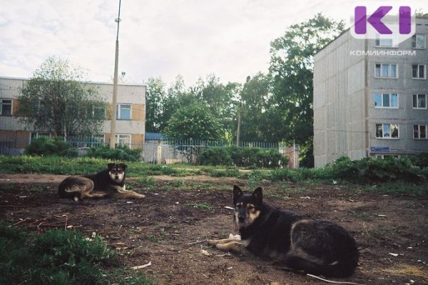 Жители Прилузского района жалуются на волков 
