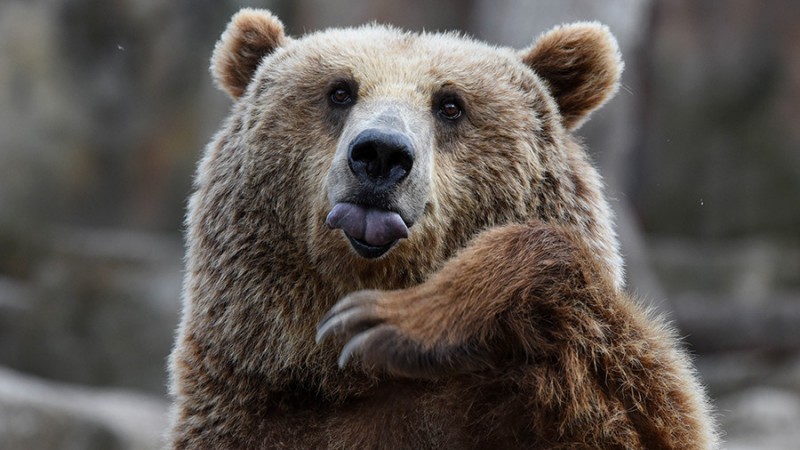 В Коми изменили сроки охоты на медведя