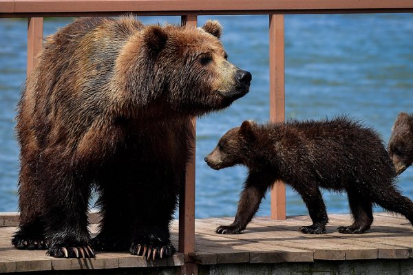 ФСБ предлагает считать бурых медведей стратегически важным ресурсом