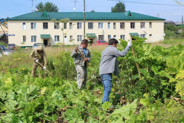 Жители Визинги очистили часть села от борщевика