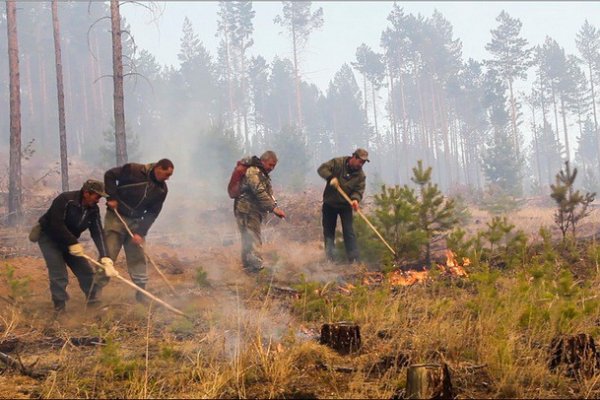 Лесной пожар в окрестностях Эжвинского района мог вспыхнуть по вине рыбаков