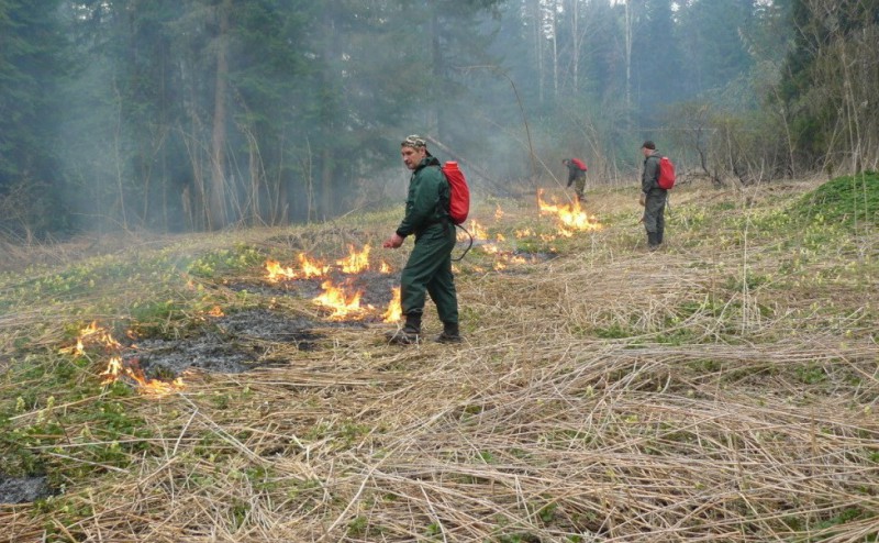 В Коми локализованы все действующие лесные пожары
