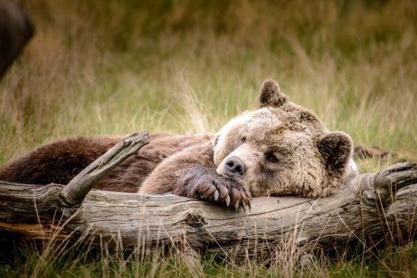 В Княжпогостском районе возникла необходимость отстрела медведя 