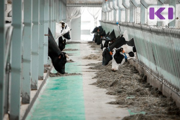 На сельскохозяйственных предприятиях Коми растут удои молока