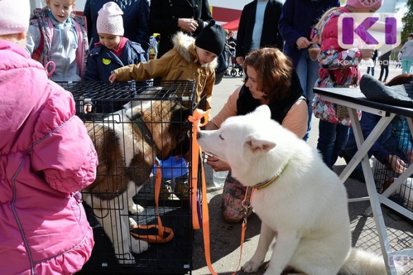 В Сыктывкаре выставка собак соберет лучших представителей пород