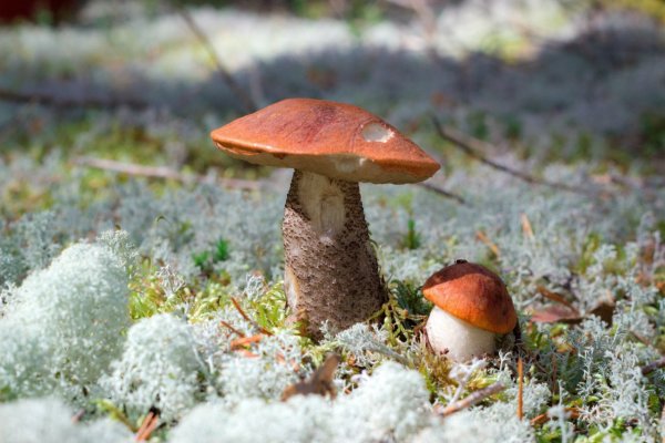 За неделю в лесах Коми заблудились пять грибников