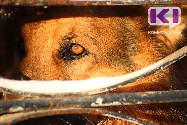 В Ухте  объявили очередной аукцион на отлов безнадзорных животных 