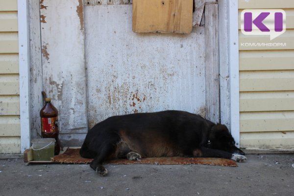 Жители сыктывкарского Заречья жалуются на агрессивных безнадзорных собак