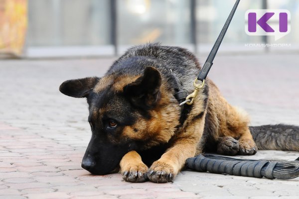 Служебная собака помогла полицейским Сыктывкара раскрыть грабеж