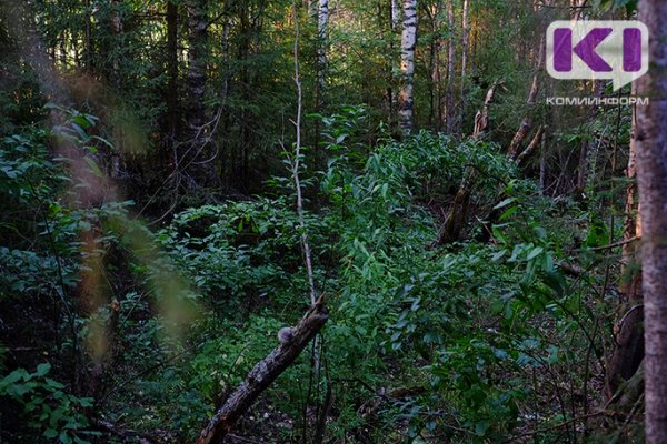 Прокуратура обязала Минприроды Коми выполнить работы по лесоустройству в Сосногорском лесничестве

