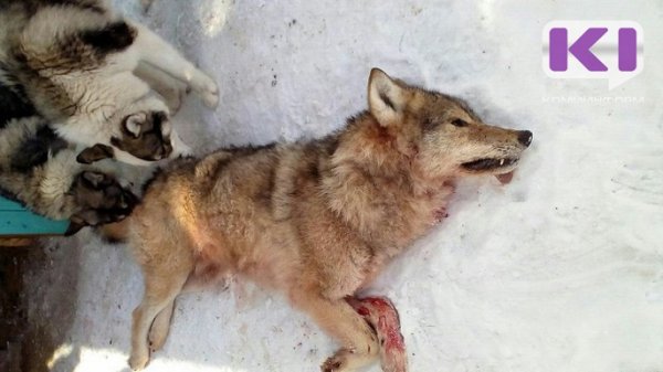 Ижемские охотники пристрелили крупного волка весом в 50 кг