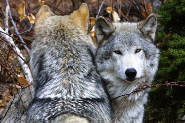 В Корткеросском районе зарегистрировано в два раза больше волков 