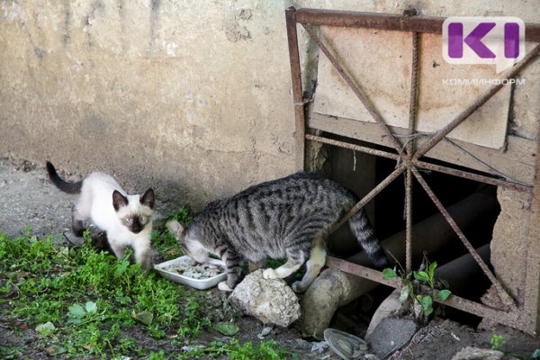 Житель Усть-Вымского района похитил кошачий корм и магнитофон