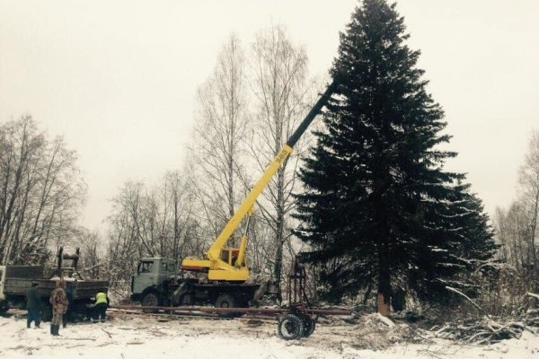 Новогодняя елка, которая украсит Стефановскую площадь, уже на пути к Сыктывкару