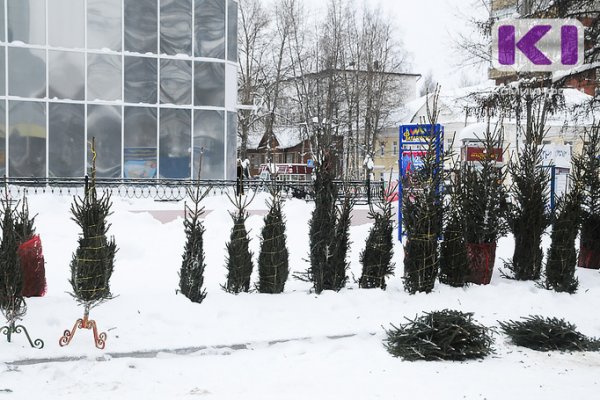 Где в Коми можно купить новогодние ёлки