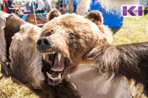 Жители Прилузья сообщили о выходе подстреленного медведя в деревню Калининскую  