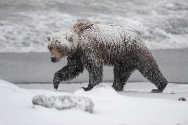 В Прилузье медведя-шатуна отгоняют от деревни Калининская