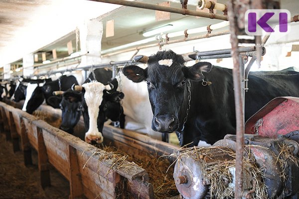 В Коми повышают продуктивность коров и качество молока