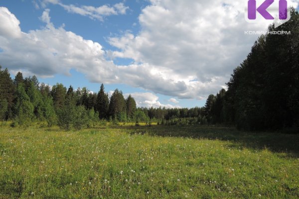 Минприроды РФ разрешит пользоваться лесными участками безвозмездно 