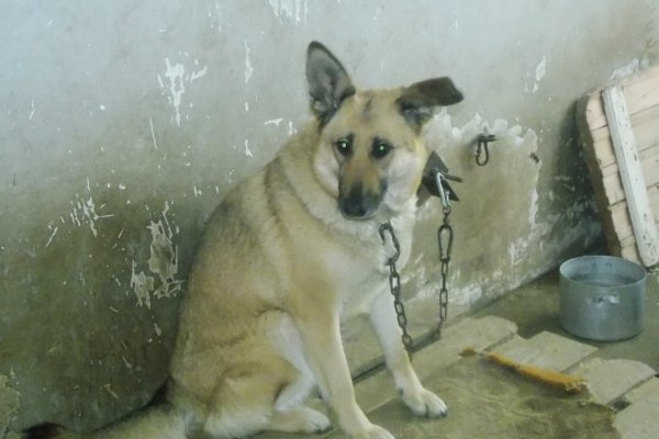 Воркутинский приют для бездомных собак пережил еще один год силами благотворителей