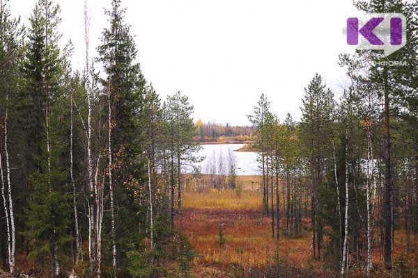 Природоохранная прокуратура требует от мэрии Сыктывкара признать городскими лесами более 2,5 тысяч гектаров насаждений 