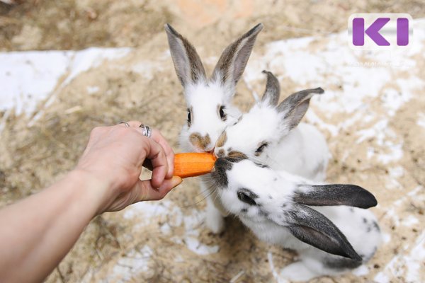 В поселке Подзь Койгородского района расследуется массовая гибель кроликов