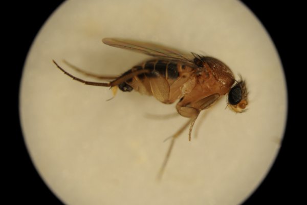 Жителям и животным Коми угрожает муха-горбатка 