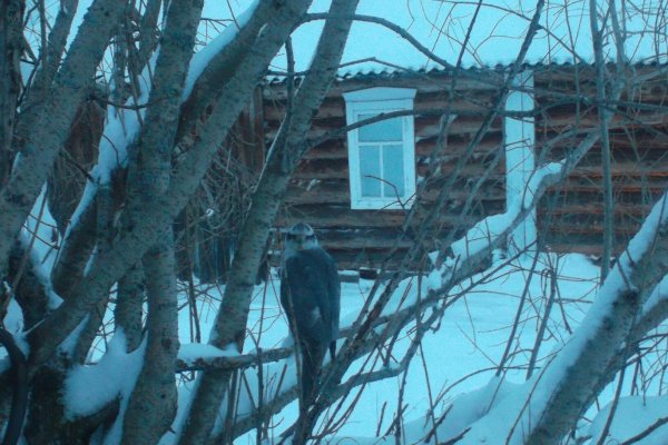 Житель Коми сфотографировал во дворе своего дома хищника из Красной книги 
