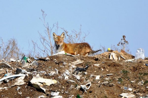 Дикие лисицы повадились обедать в контейнере у многоэтажки в Сыктывкаре 