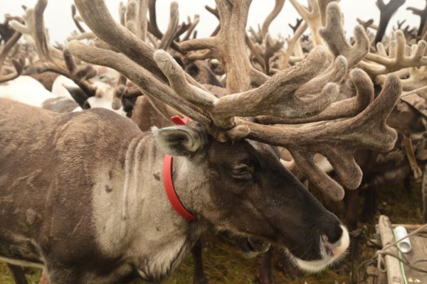 В Коми восстанавливают пути миграции оленьих стад в Шурышкарский район ЯНАО