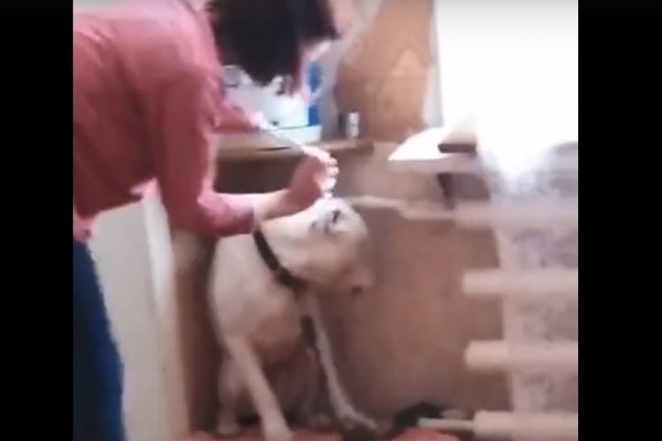 Жители Корткероса вступились за собаку, которую избили металлическим ошейником за лужу на ковре