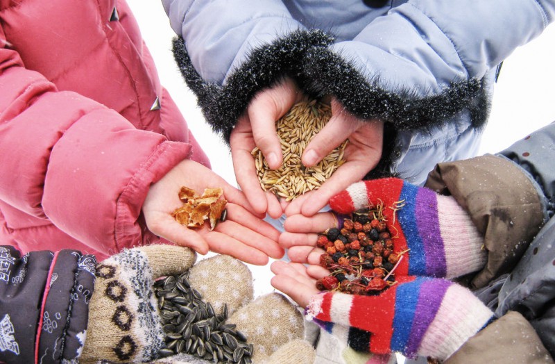 Экологи призывают жителей Коми кормить зимой птиц