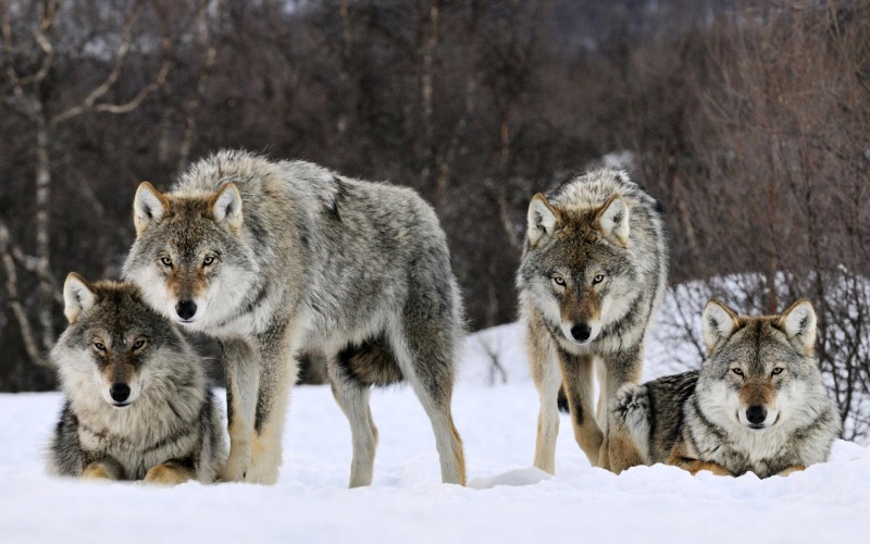 Сыктывкарцы сообщают о стае волков вблизи города