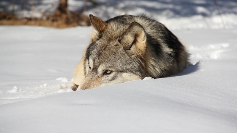 С начала года в Коми добыли 13 волков
