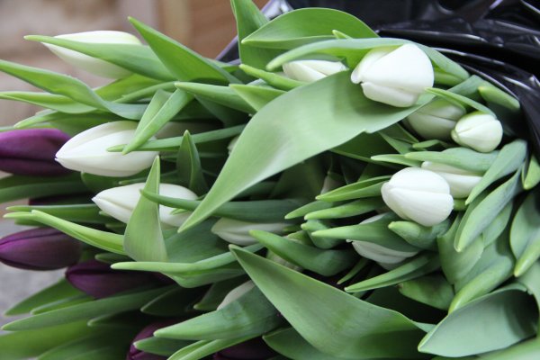 Тысячи тюльпанов распустились в исправительной колонии Коми к 8 марта