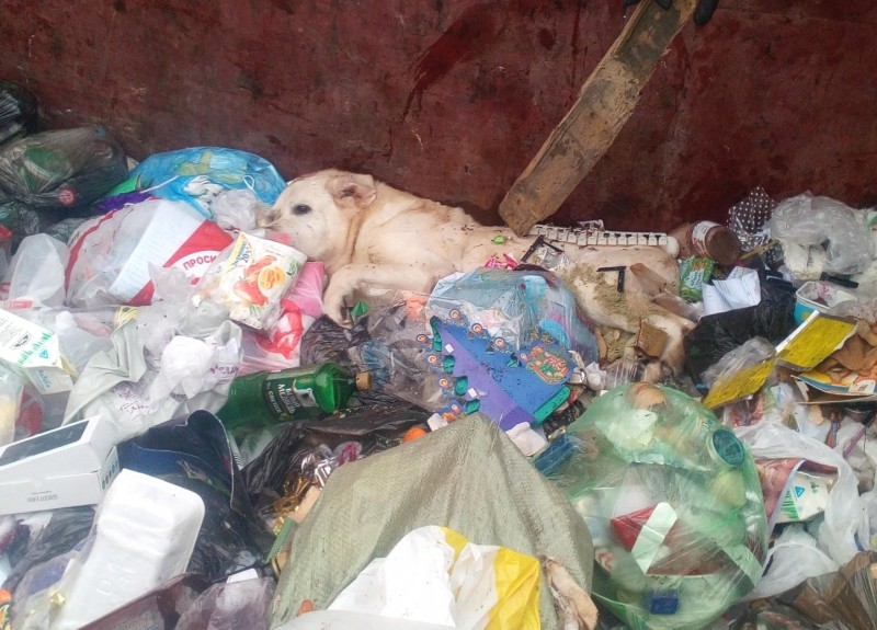 В Сыктывкаре покалеченную собаку выкинули умирать в мусорный контейнер