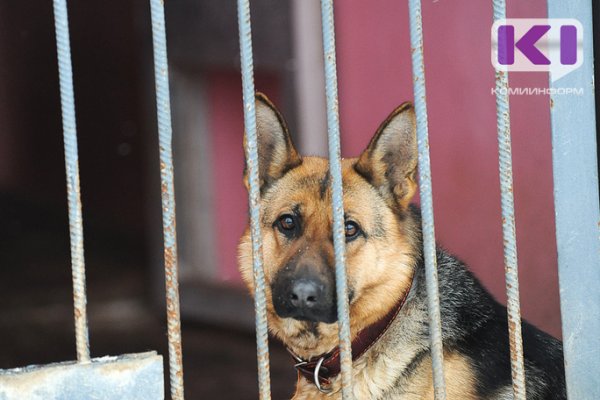 МВД определило опасные породы собак