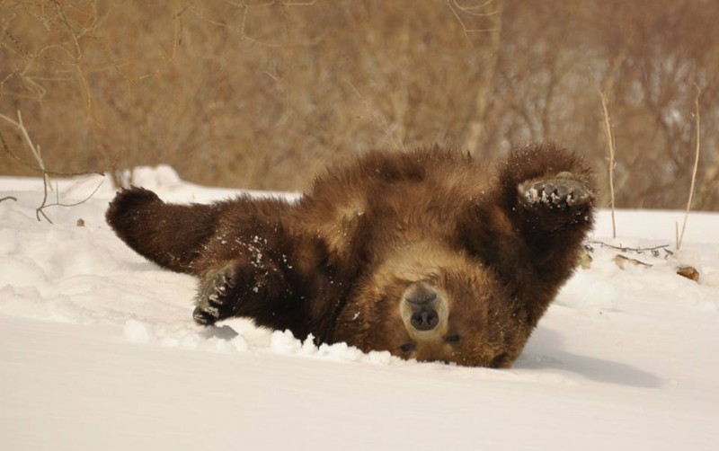 В Коми медведи после спячки по привычке вернутся перекусить на свалки
