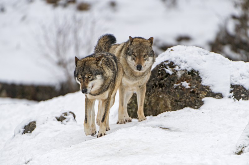 С начала года в Коми добыто 40 волков