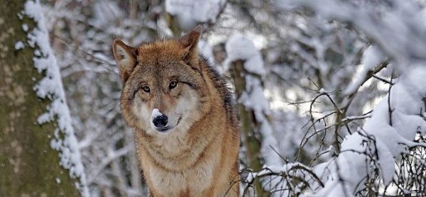 В Усть-Вымском районе Коми лоси дали отпор волкам