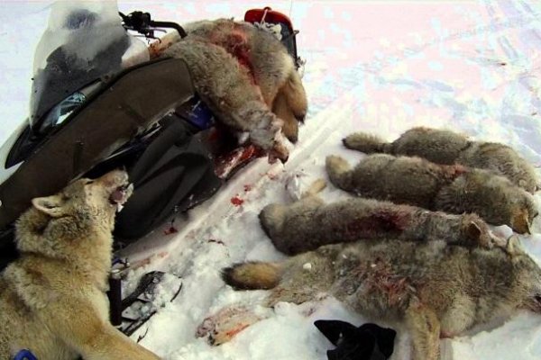 В Сысольском районе волки добили сородича, который оставил лапу в капкане 